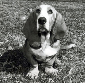 Vanderbilt's canine mascot